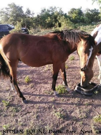 STOLEN EQUINE Deets, Bree, Newt and Spur  Near cache, OK, 73527